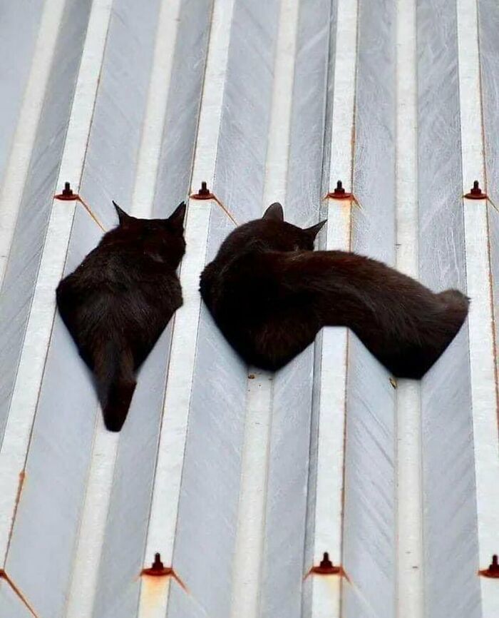 78 Random Photos That Are So Weird And Funny They Deserve A Second Look