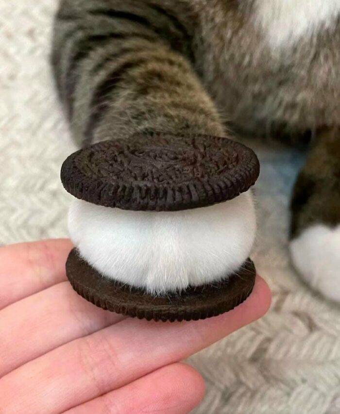 78 Random Photos That Are So Weird And Funny They Deserve A Second Look