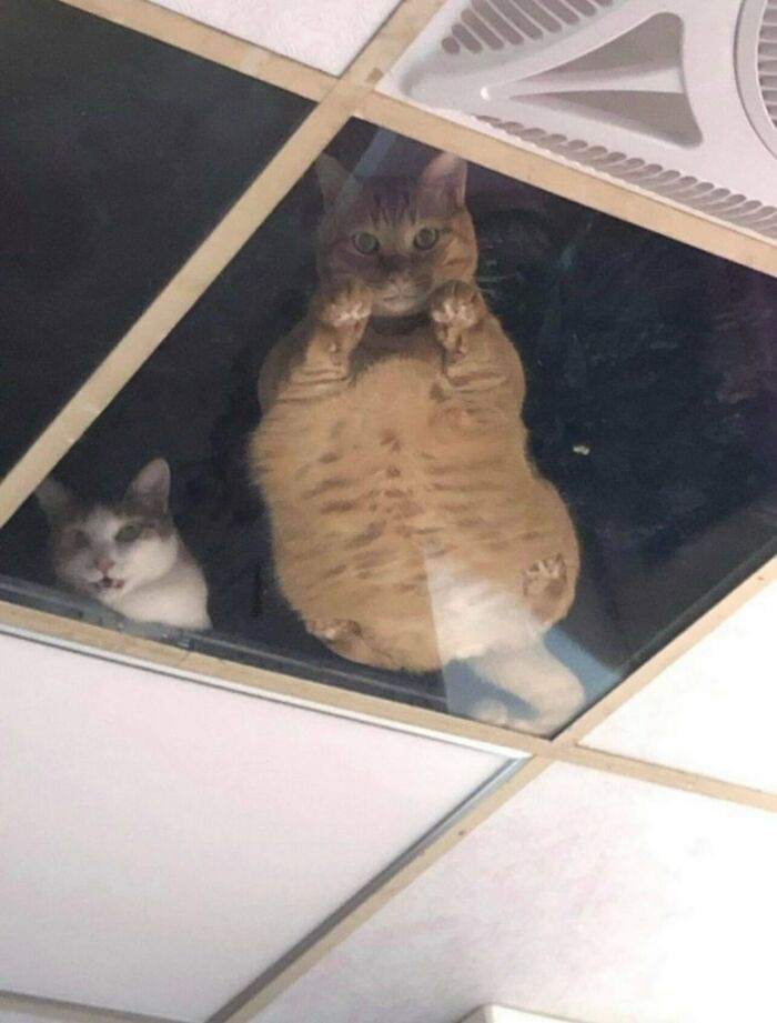 78 Random Photos That Are So Weird And Funny They Deserve A Second Look
