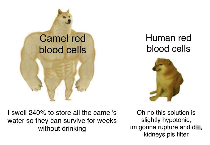 Brainy Biology Memes For Those Who Love A Little Dose Of Science Daily (67 Posts)