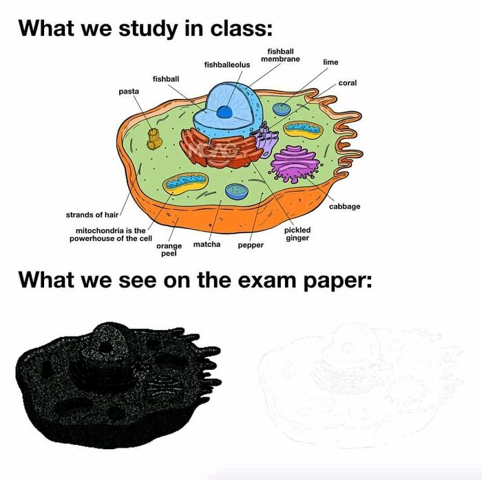 Brainy Biology Memes For Those Who Love A Little Dose Of Science Daily (67 Posts)