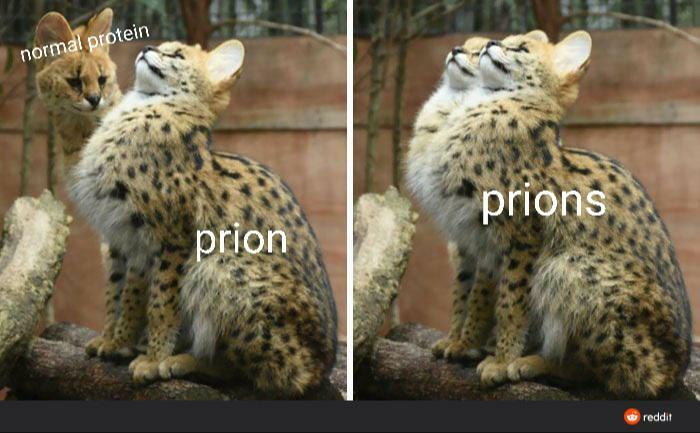 Brainy Biology Memes For Those Who Love A Little Dose Of Science Daily (67 Posts)