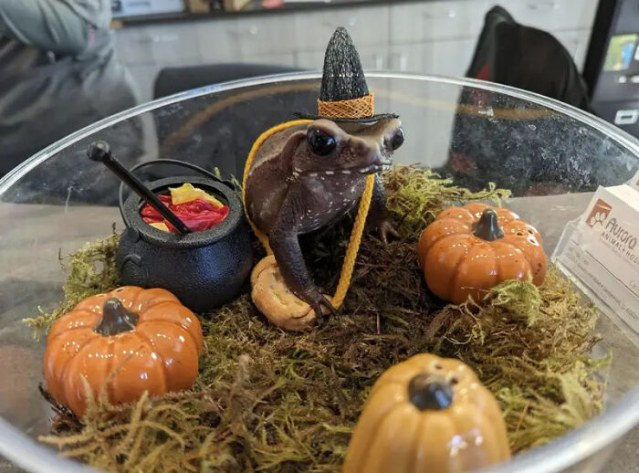 70 Of The Cutest And Most Creative Pet Halloween Costumes