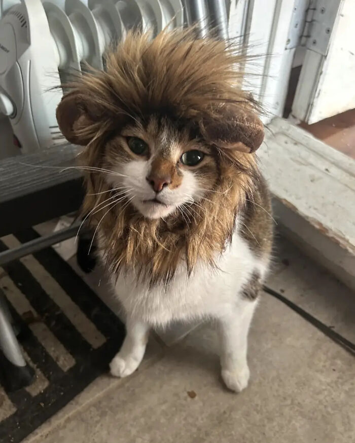 70 Of The Cutest And Most Creative Pet Halloween Costumes