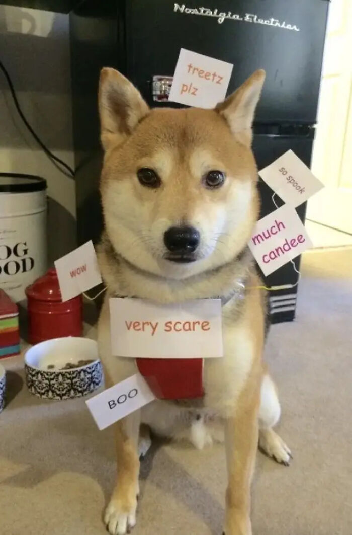 70 Of The Cutest And Most Creative Pet Halloween Costumes