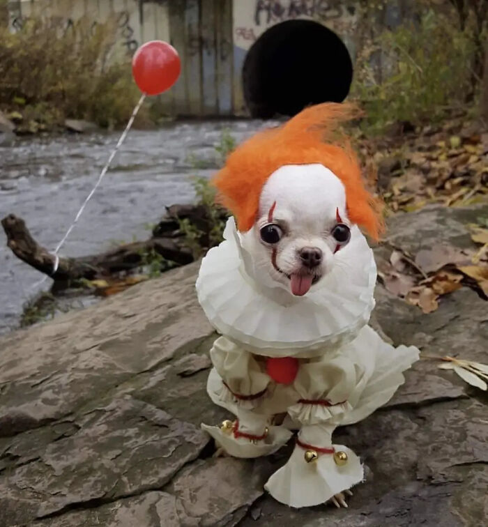 70 Of The Cutest And Most Creative Pet Halloween Costumes