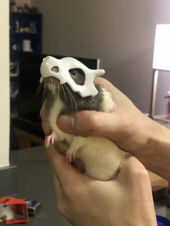 70 Of The Cutest And Most Creative Pet Halloween Costumes