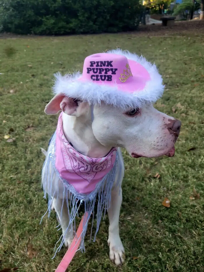 70 Of The Cutest And Most Creative Pet Halloween Costumes
