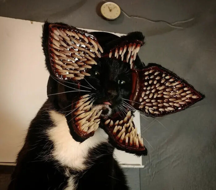 70 Of The Cutest And Most Creative Pet Halloween Costumes