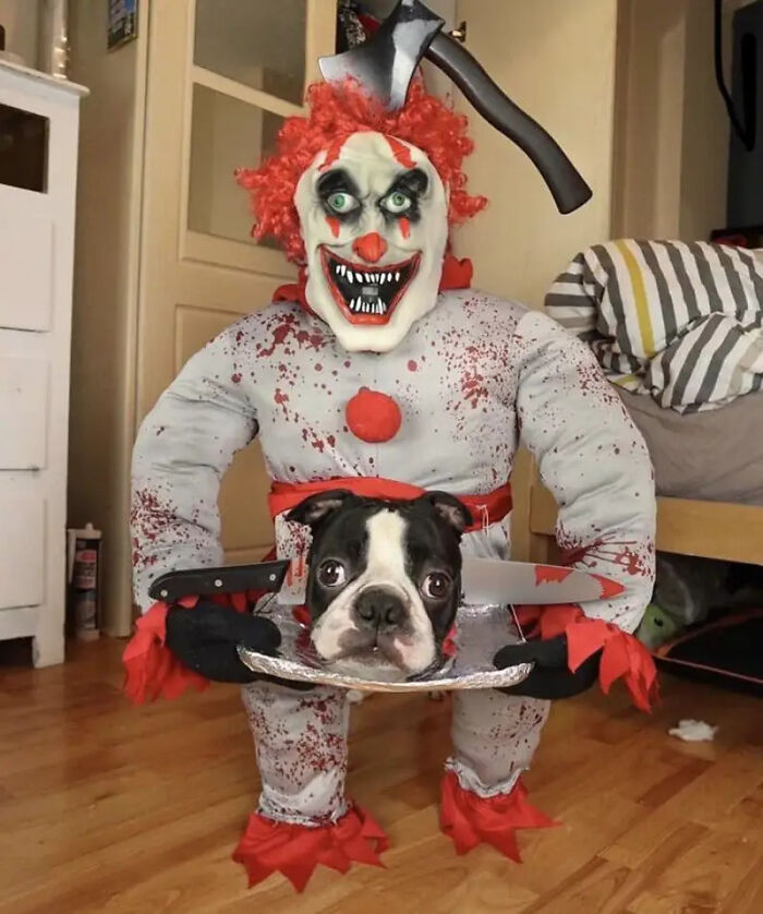 70 Of The Cutest And Most Creative Pet Halloween Costumes