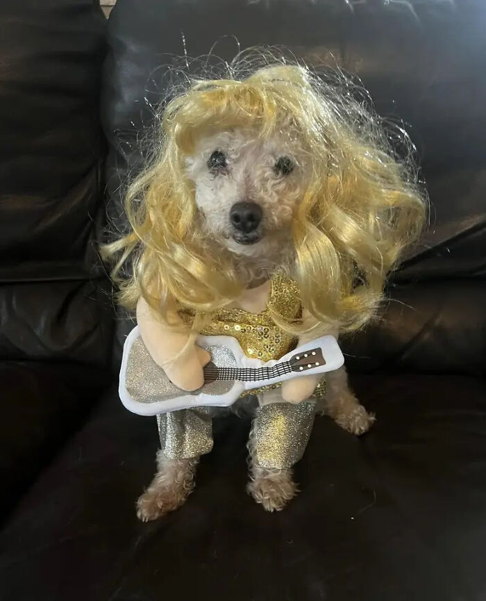 70 Of The Cutest And Most Creative Pet Halloween Costumes