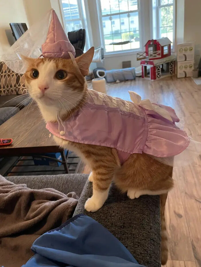 70 Of The Cutest And Most Creative Pet Halloween Costumes