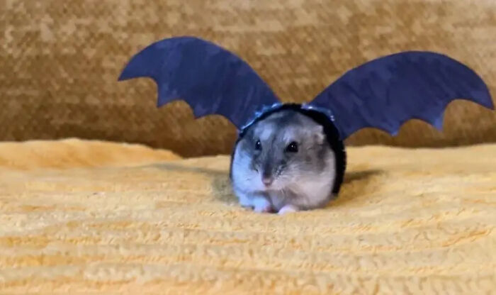 70 Of The Cutest And Most Creative Pet Halloween Costumes
