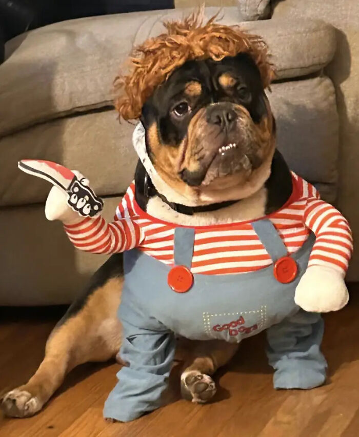 70 Of The Cutest And Most Creative Pet Halloween Costumes