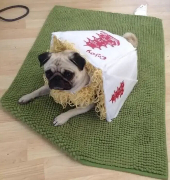 70 Of The Cutest And Most Creative Pet Halloween Costumes