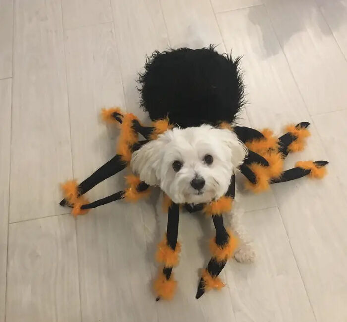 70 Of The Cutest And Most Creative Pet Halloween Costumes
