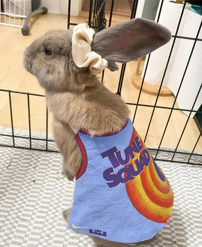 70 Of The Cutest And Most Creative Pet Halloween Costumes