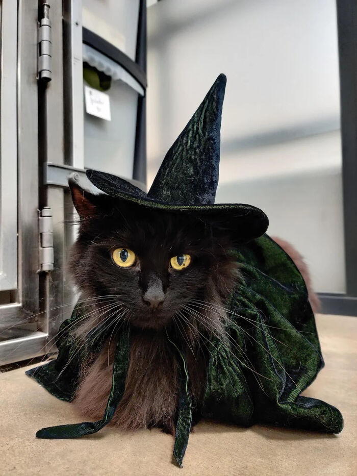 70 Of The Cutest And Most Creative Pet Halloween Costumes