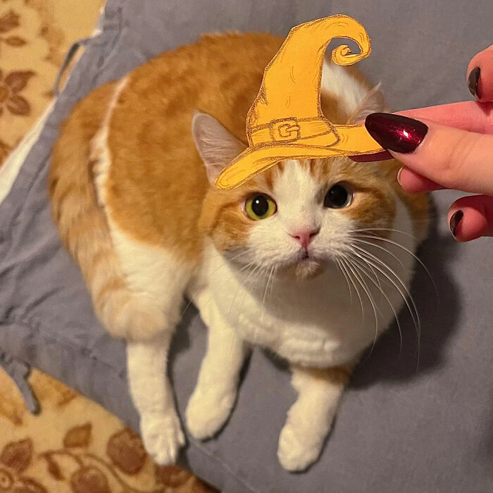 70 Of The Cutest And Most Creative Pet Halloween Costumes