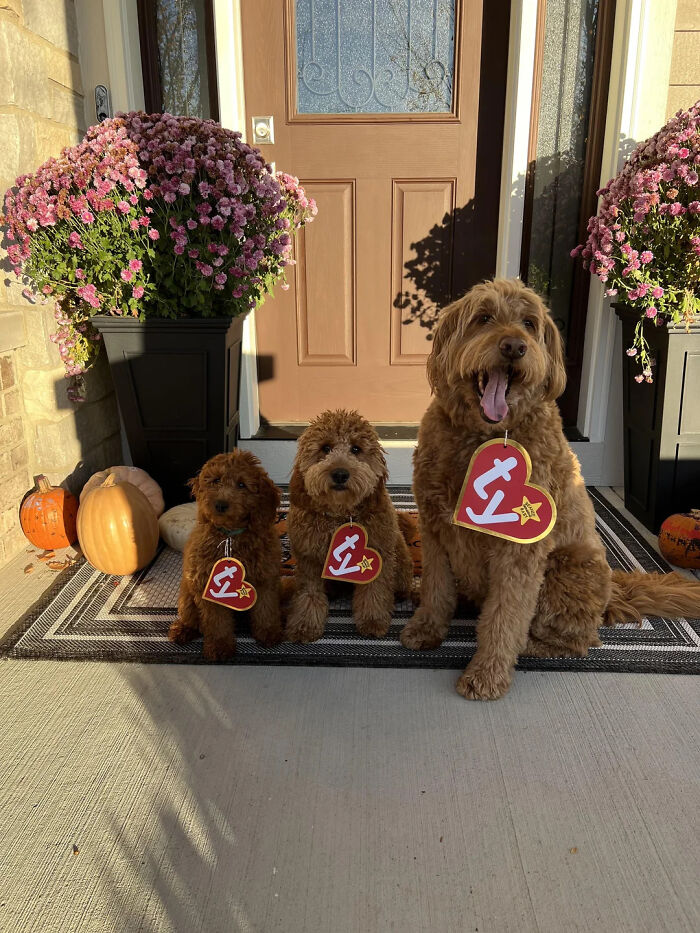 70 Of The Cutest And Most Creative Pet Halloween Costumes