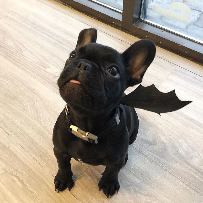 70 Of The Cutest And Most Creative Pet Halloween Costumes