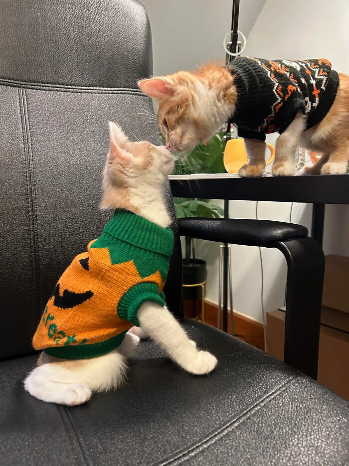 70 Of The Cutest And Most Creative Pet Halloween Costumes