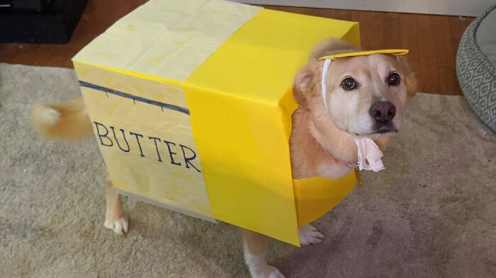 70 Of The Cutest And Most Creative Pet Halloween Costumes
