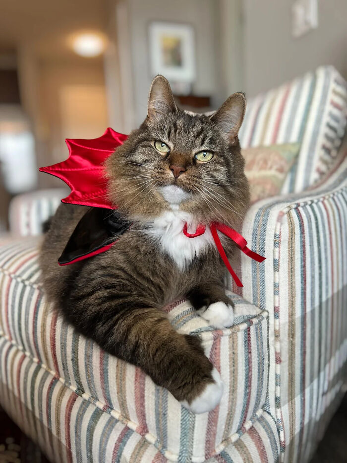 70 Of The Cutest And Most Creative Pet Halloween Costumes