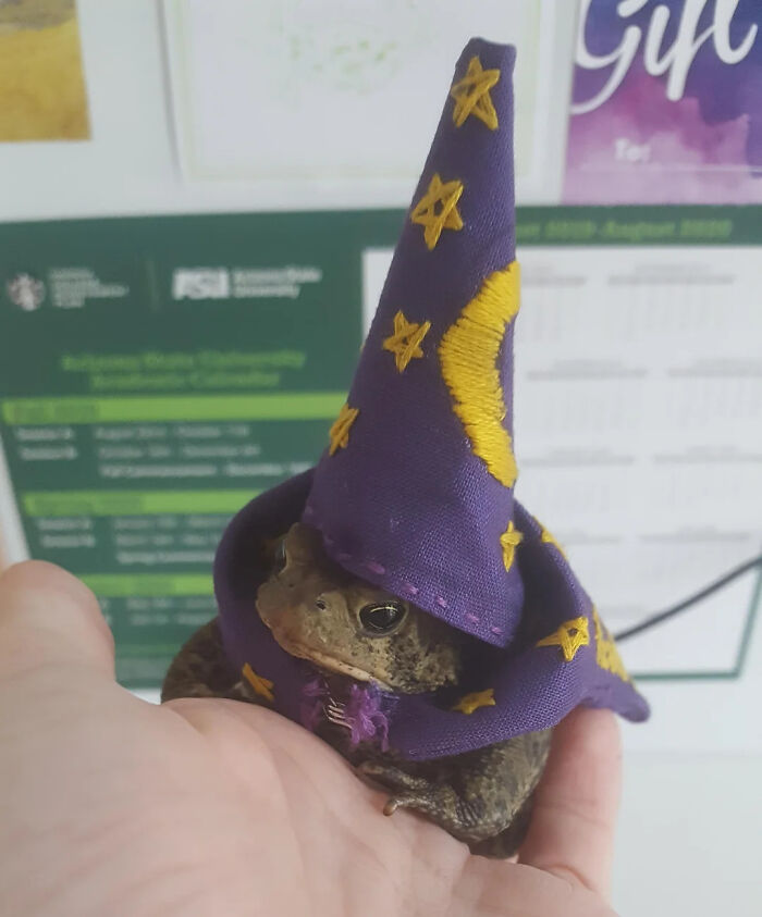 70 Of The Cutest And Most Creative Pet Halloween Costumes