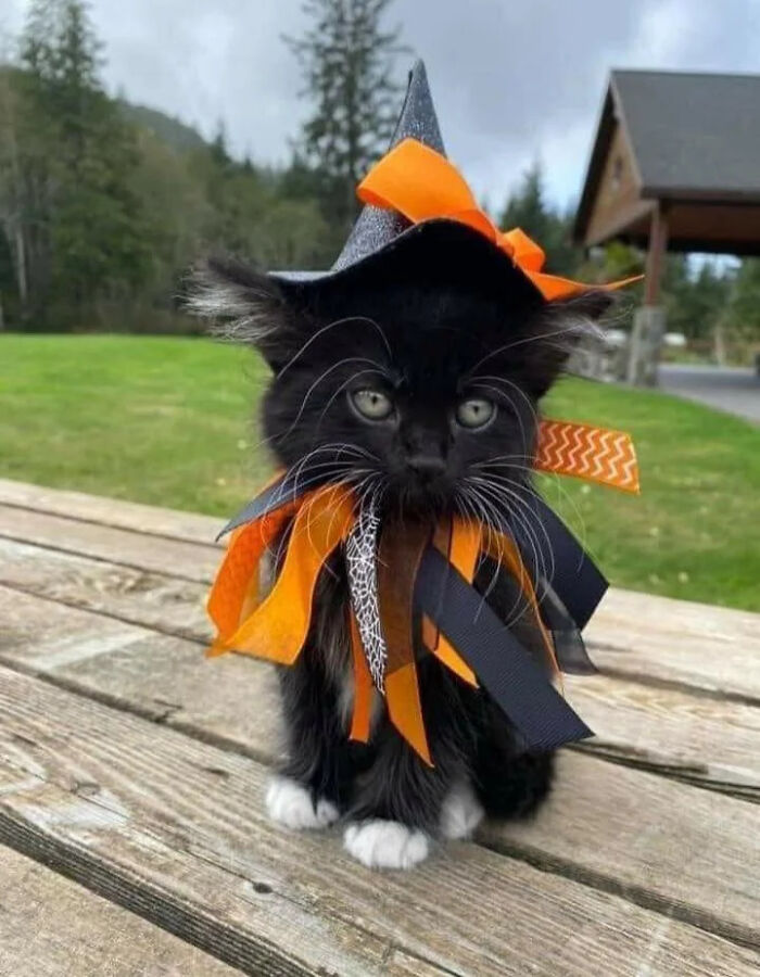 70 Of The Cutest And Most Creative Pet Halloween Costumes