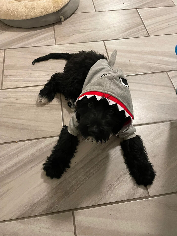 70 Of The Cutest And Most Creative Pet Halloween Costumes