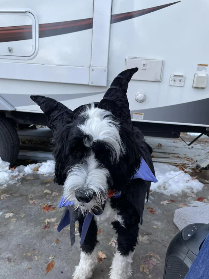 70 Of The Cutest And Most Creative Pet Halloween Costumes