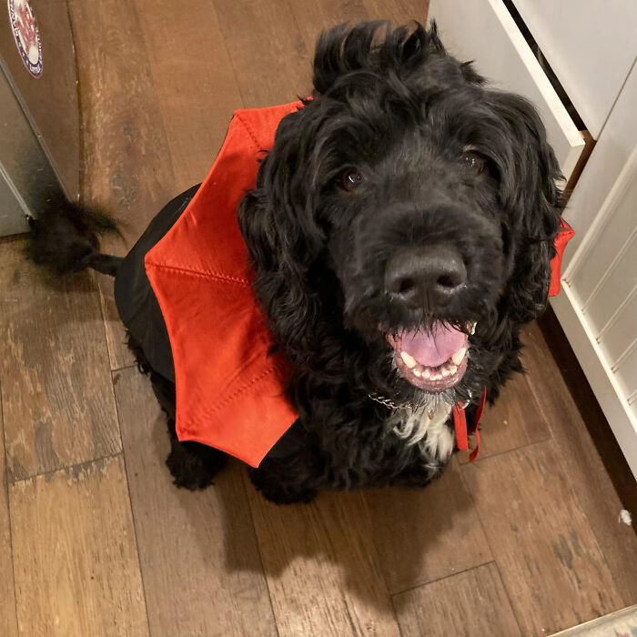 70 Of The Cutest And Most Creative Pet Halloween Costumes