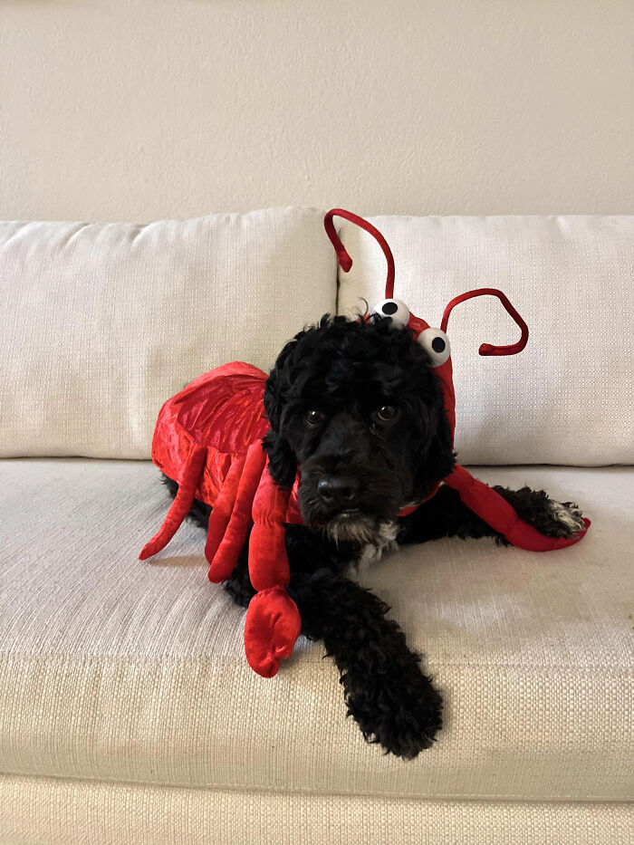 70 Of The Cutest And Most Creative Pet Halloween Costumes