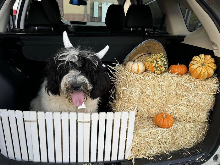 70 Of The Cutest And Most Creative Pet Halloween Costumes