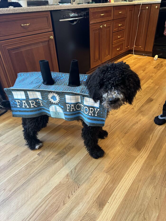70 Of The Cutest And Most Creative Pet Halloween Costumes