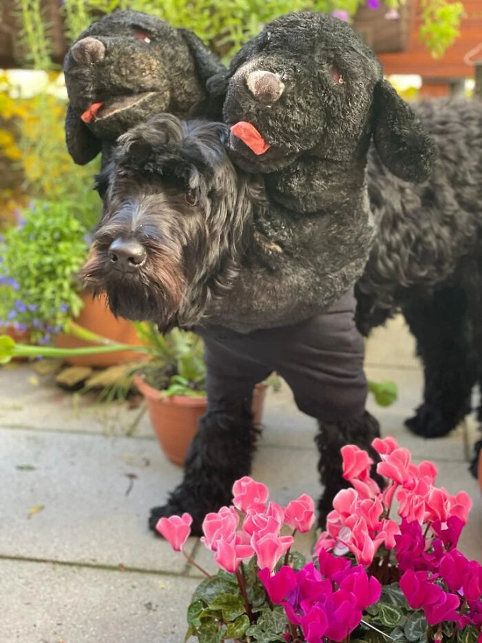 70 Of The Cutest And Most Creative Pet Halloween Costumes