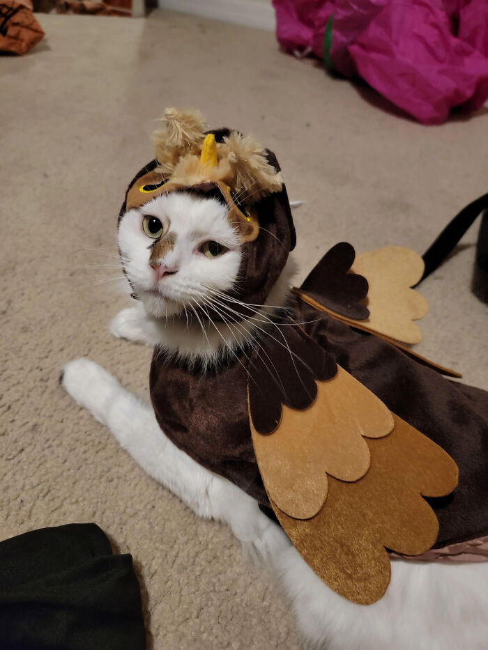 70 Of The Cutest And Most Creative Pet Halloween Costumes