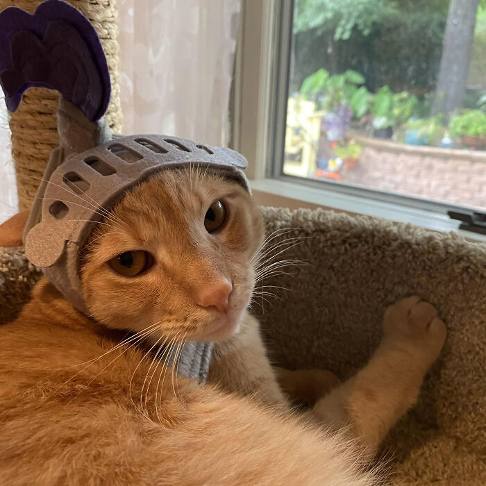 70 Of The Cutest And Most Creative Pet Halloween Costumes