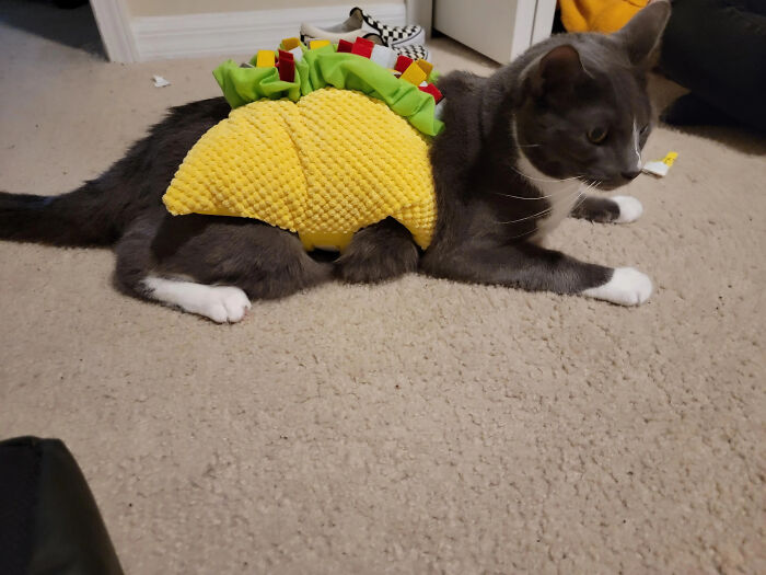 70 Of The Cutest And Most Creative Pet Halloween Costumes