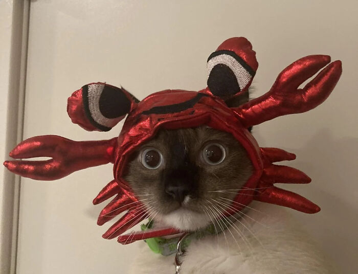 70 Of The Cutest And Most Creative Pet Halloween Costumes