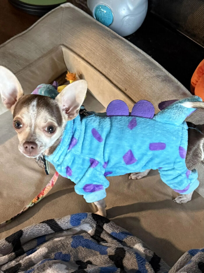70 Of The Cutest And Most Creative Pet Halloween Costumes