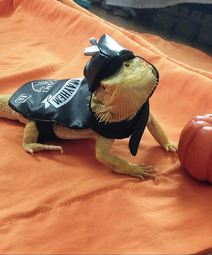 70 Of The Cutest And Most Creative Pet Halloween Costumes