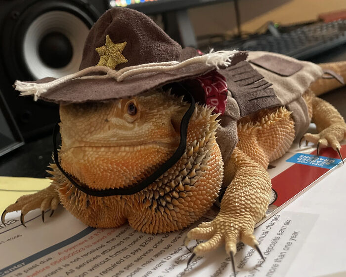 70 Of The Cutest And Most Creative Pet Halloween Costumes