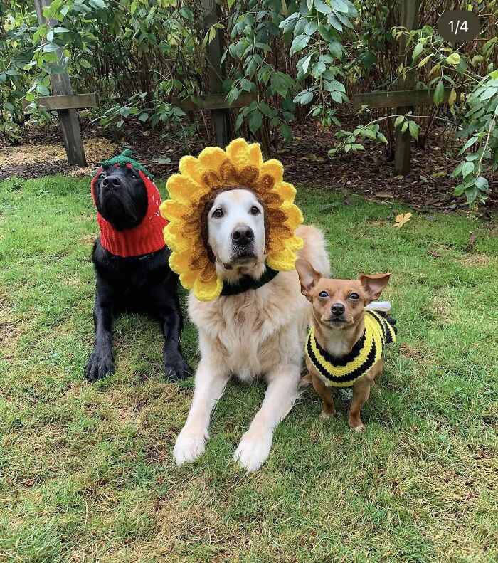 70 Of The Cutest And Most Creative Pet Halloween Costumes