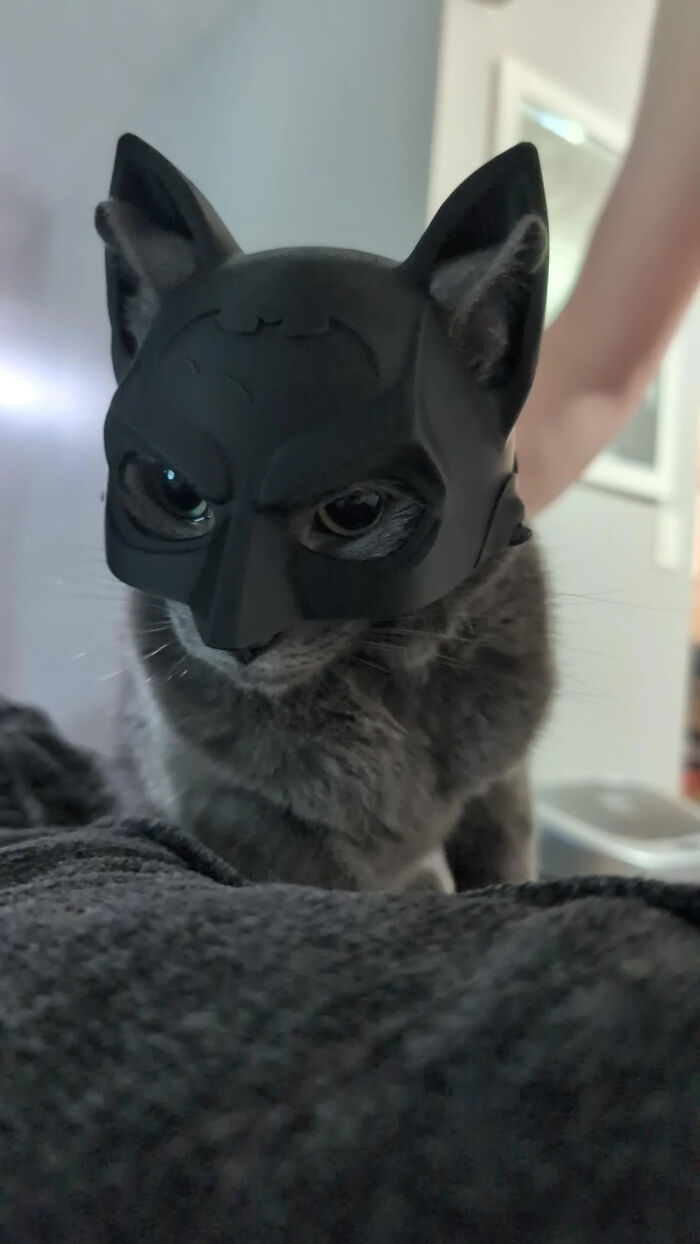 70 Of The Cutest And Most Creative Pet Halloween Costumes