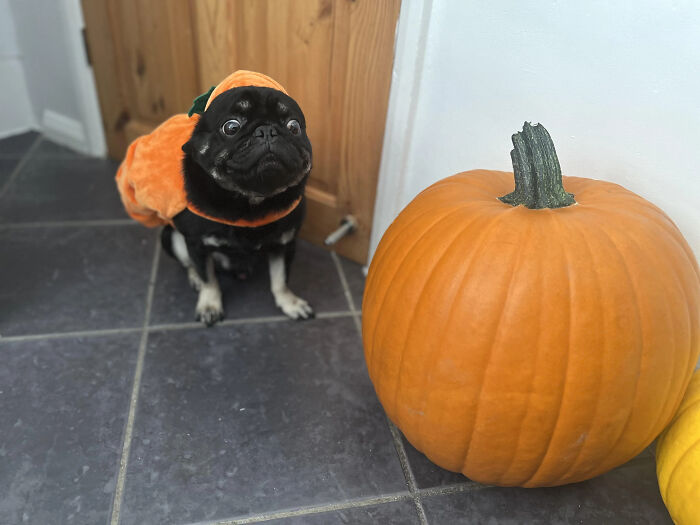70 Of The Cutest And Most Creative Pet Halloween Costumes