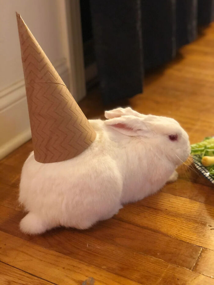 70 Of The Cutest And Most Creative Pet Halloween Costumes