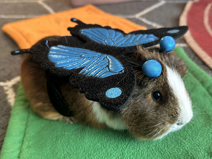 70 Of The Cutest And Most Creative Pet Halloween Costumes