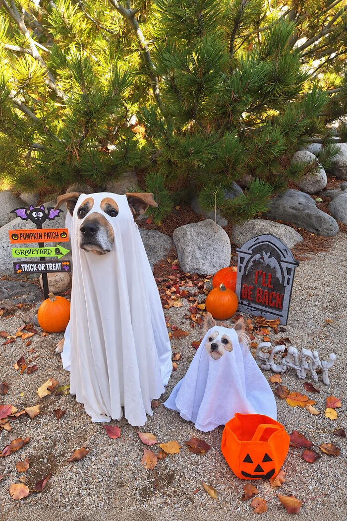 70 Of The Cutest And Most Creative Pet Halloween Costumes